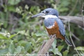 Ringed Kingfisher, Pantanal, Mato Grosso, Brazil, December 2006 - click for a larger image