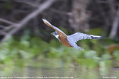 Ringed Kingfisher, Pantanal, Mato Grosso, Brazil, December 2006 - click for a larger image