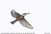 Ringed Kingfisher, Aguas de São Pedro, São Paulo, Brazil, December 2006 - click for a larger image