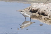 Ouna Plover, Laguna Chaxa, Chile, January 2007 - click for larger image