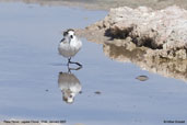 Ouna Plover, Laguna Chaxa, Chile, January 2007 - click for larger image