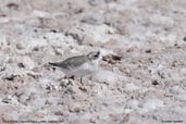 Ouna Plover, Laguna Chaxa, Chile, January 2007 - click for larger image