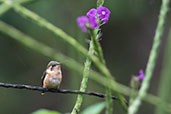 Little Woodstar, Reserva Arena Blanca, San Martin, Peru, October 2018 - click on image for a larger view