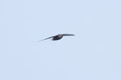 Short-tailed Swift, Belém, Pará, November 2005 - click for larger image
