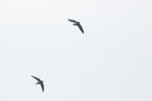 Short-tailed Swift, Belém, Pará, November 2005 - click for larger image