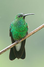 Male White-vented Plumeleteer, Minca, Magdalena, Colombia, April 2012 - click for larger image