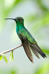 Male White-vented Plumeleteer, Minca, Magdalena, Colombia, April 2012 - click for larger image