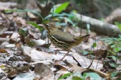 Short-tailed Antthrush, Serra de Baturité, Ceará, Brazil, October 2008 - click for larger image