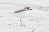 Collared Plover, São Gabriel da Cachoeira, Amazonas, Brazil, August 2004 - click for larger image