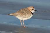 Collared Plover, Cassino, Rio Grande do Sul, Brazil, August 2004 - click for larger image