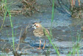 Collared Plover, Roraima, Brazil, July 2001 - click for larger image