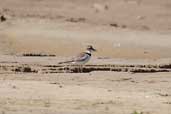 Collared Plover, Palmarí, Amazonas, Brazil, September 2003 - click for larger image