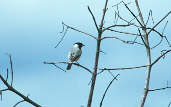 Coal-crested Finch, BA 349, Bahia, Brazil, February 2002 - click for larger image