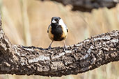 Coal-crested Finch, Pompeu, Minas Gerais, Brazil, October 2022 - click for larger image