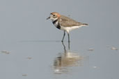 Two-banded Plover, Lagoa do Peixe Rio Grande do Sul, Brazil, August 2004 - click for larger image