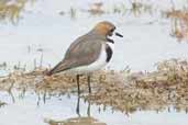 Two-banded Plover, Tierra del Fuego, Chile, December 2005 - click for larger image