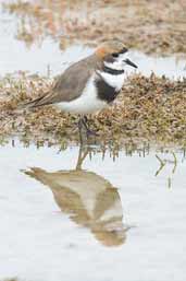 Two-banded Plover, Tierra del Fuego, Chile, December 2005 - click for larger image