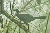 Sickle-billed Guan, Sierra de Santa Marta, Magdalena, Colombia, April 2012 - click for larger image