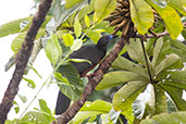 Sickle-billed Guan, Wildsumaco Lodge, Napo, Ecuador, November 2019 - click for larger image