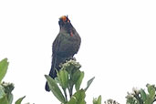 Rainbow-bearded Thornbill, Nevado do Ruiz, Risaralda, Colombia, April 2012 - click for larger image