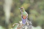 Rainbow-bearded Thornbill, Nevado do Ruiz, Risaralda, Colombia, April 2012 - click for larger image