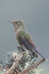 Rainbow-bearded Thornbill, Nevado do Ruiz, Risaralda, Colombia, April 2012 - click for larger image