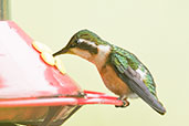 Female White-bellied Woodstar, Rio Blanco, Caldas, Colombia, April 2012 - click for larger image