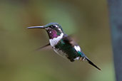 White-bellied Woodstar, Abra Patricia, Amazonas, Peru, October 2018 - click for larger image