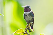 White-bellied Woodstar, Guango Lodge, Napo, Ecuador, November 2019 - click for larger image