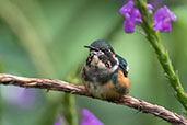 White-bellied Woodstar, Wildsumaco Lodge, Napo, Ecuador, November 2019 - click for larger image