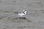 Snowy Plover, San José, Lambayeque, Peru, October 2018 - click for larger image