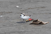 Snowy Plover, San José, Lambayeque, Peru, October 2018 - click for larger image