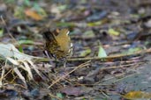 Rufous-tailed Antthrush, Teresópolis, Rio de Janeiro, Brazil, November 2008 - click for larger image