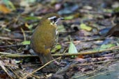 Rufous-tailed Antthrush, Teresópolis, Rio de Janeiro, Brazil, November 2008 - click for larger image