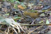 Rufous-tailed Antthrush, Teresópolis, Rio de Janeiro, Brazil, November 2008 - click for larger image