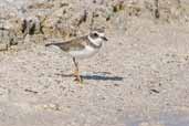 Semipalmated Plover, Cayo Coco, Cuba, February 2005 - click on image for a larger view