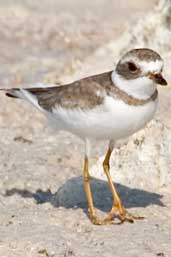 Semipalmated Plover, Cayo Coco, Cuba, February 2005 - click on image for a larger view