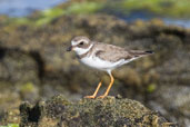 Semipalmated Plover, Arembepe, Bahia, Brazil, November 2008 - click on image for a larger view