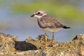 Semipalmated Plover, Arembepe, Bahia, Brazil, November 2008 - click on image for a larger view