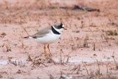 Semipalmated Plover, Dezadeash Lake, Yukon, Canada, May 2009 - click on image for a larger view