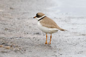 Semipalmated Plover, Dezadeash Lake, Yukon, Canada, May 2009 - click on image for a larger view