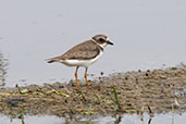 Semipalmated Plover, San Jose, Lambayeque, Peru, October 2018 - click on image for a larger view