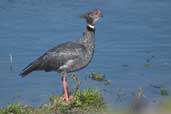 Southern Screamer, Taim, Rio Grande do Sul, Brazil, August 2004 - click for larger image