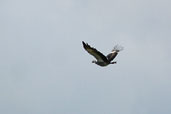 Southern Screamer, Guajará-Mirim, Rondônia, Brazil, March 2003 - click for larger image