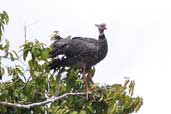 Southern Screamer, Guajará-Mirim, Rondônia, Brazil, March 2003 - click for larger image