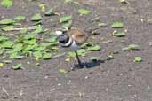 Semipalmated Plover, Zapata Swamp, Cuba, February 2005 - click on image for a larger view
