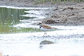 Semipalmated Plover, Eten, Lambayeque, Peru, October 2018 - click on image for a larger view