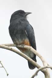 Swallow-wing, São Gabriel da Cachoeira, Amazonas, Brazil, August 2004 - click for larger image