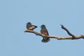 Swallow-wing, São Gabriel da Cachoeira, Amazonas, Brazil, August 2004 - click for larger image