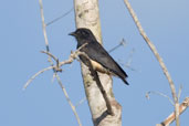 Swallow-wing, Porto Seguro, Bahia, Brazil, November 2008 - click for larger image